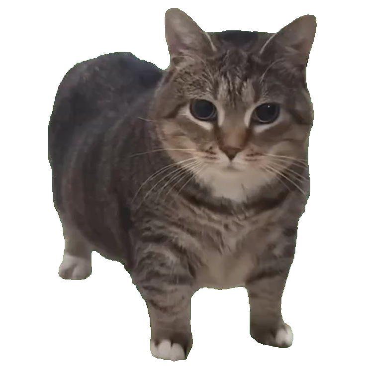 Ui Ui Ui Meme Cat